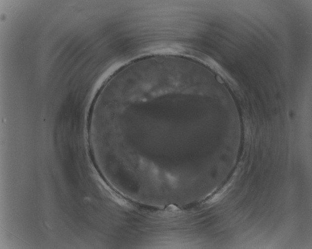 X0000071781240200606301212