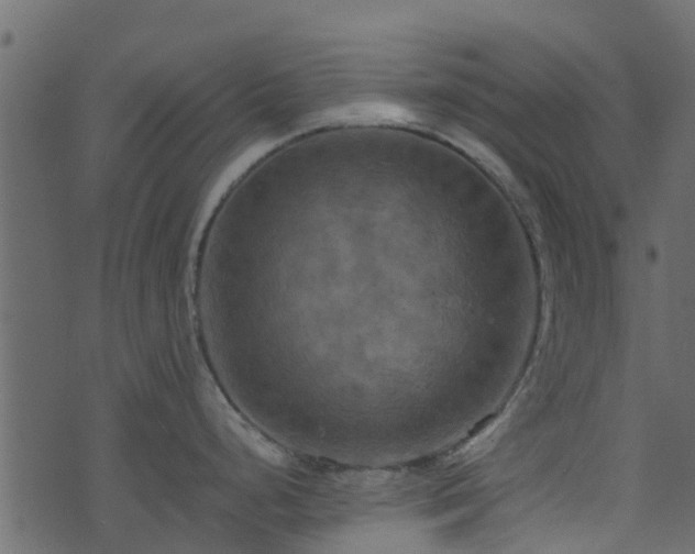 X0000071781248200606301212