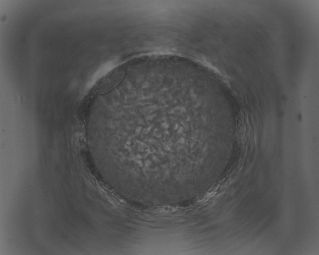 X0000071781255200606301211