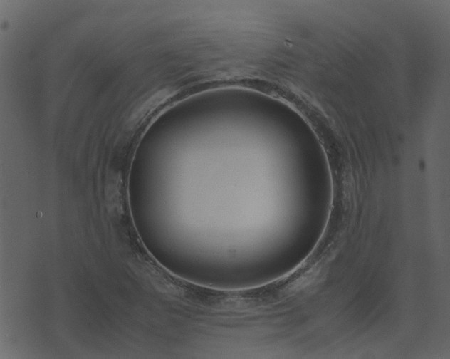 X0000071781265200606301211