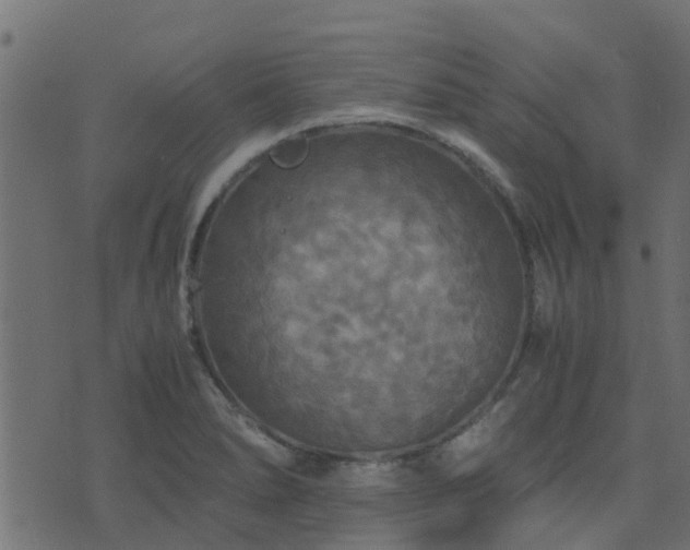 X0000071781278200606301211