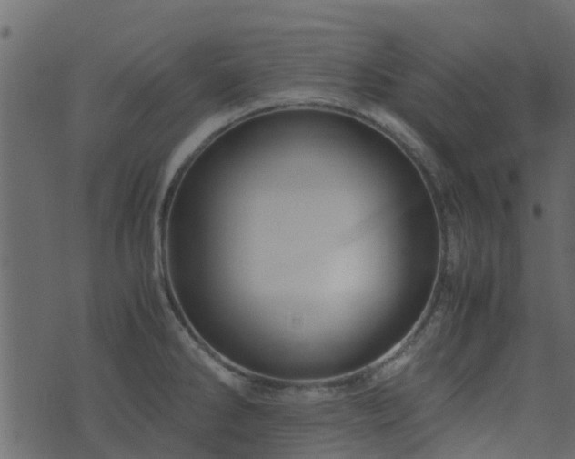 X0000071781286200606301211