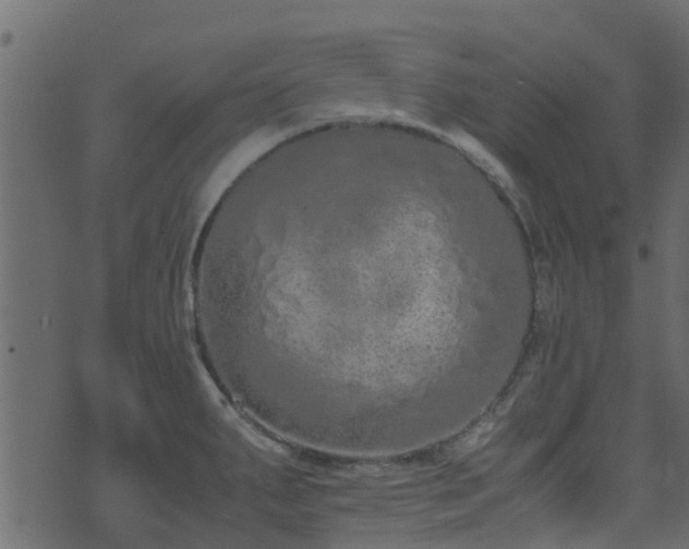 X0000071781287200606301211