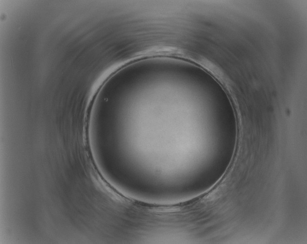 X0000071781296200606301211