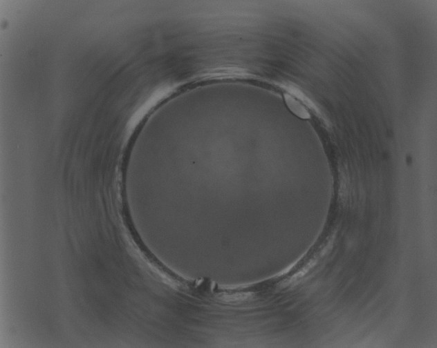 X0000071781325200606301210