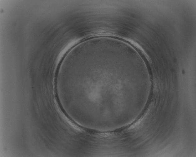 X0000071781333200606301210