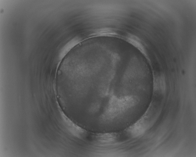 X0000071781338200606301210