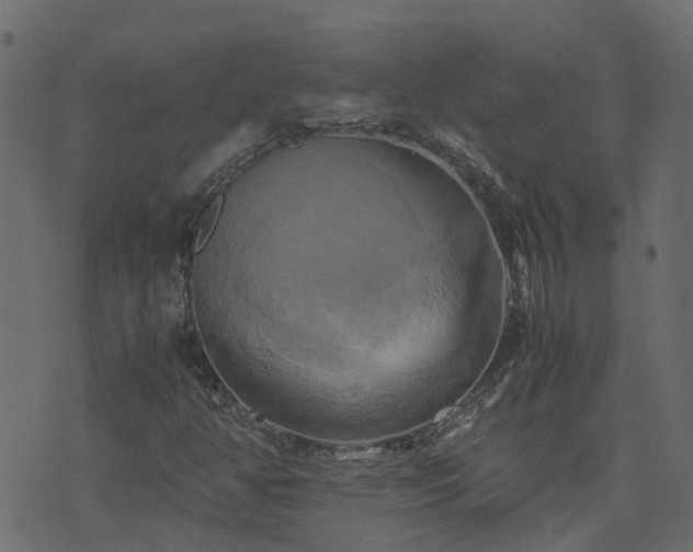 X0000071781350200606301210