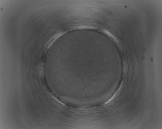 X0000071781361200606301210