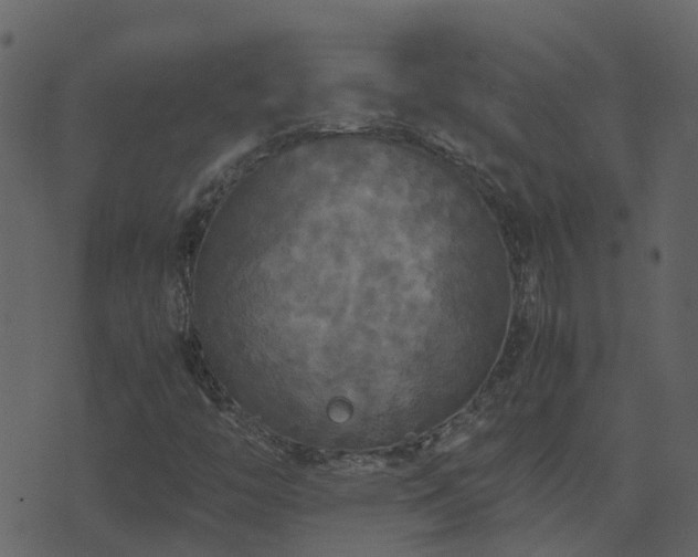 X0000071781446200606301208