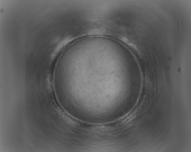 X0000071781454200606301208