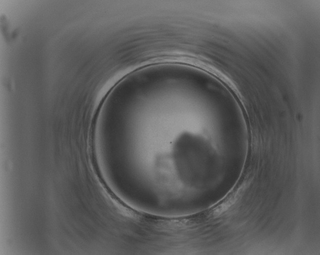 X0000071781533200606301207