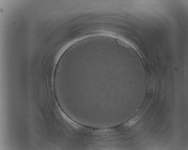 X0000071781535200606301207