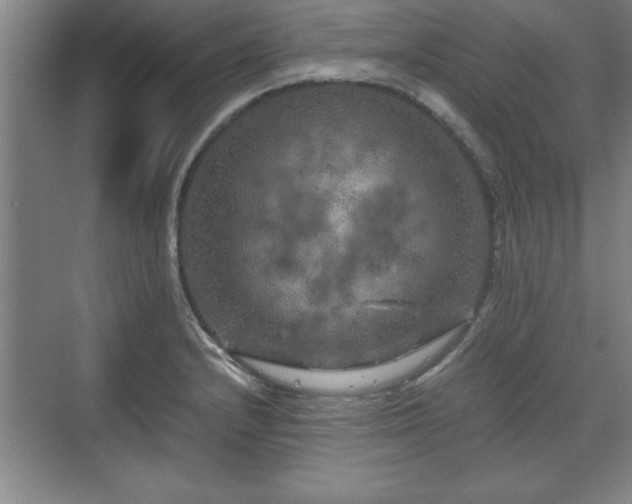 X0000071781232200607071421