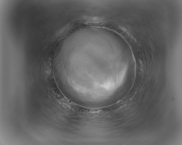 X0000071781350200607071419