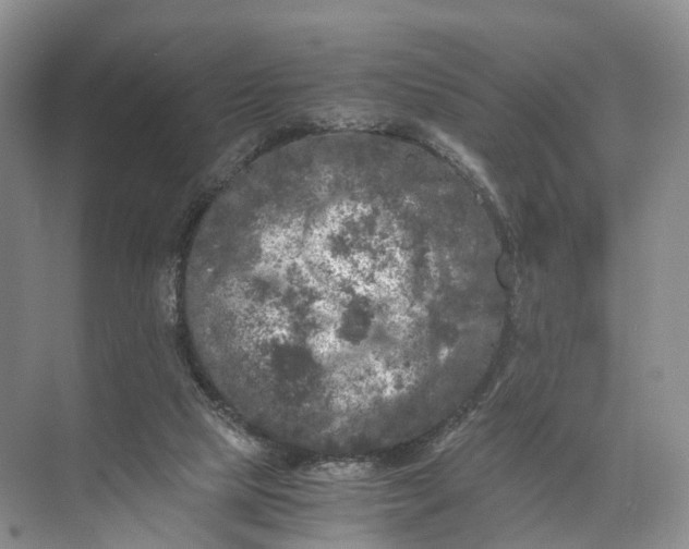 X0000071780065200607150105