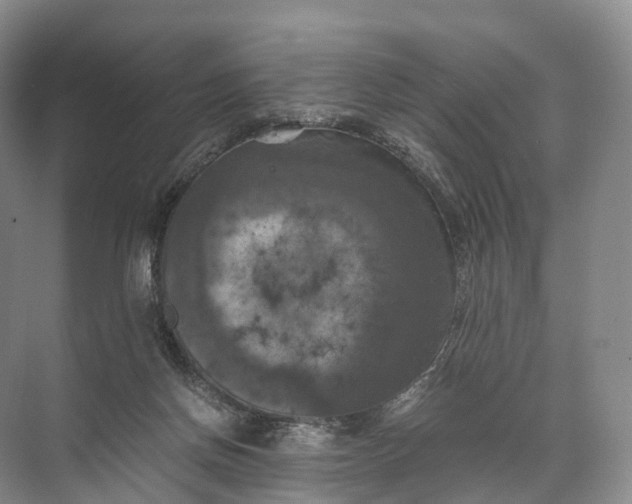 X0000071780166200607150104