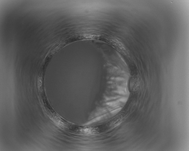 X0000071780365200607150101