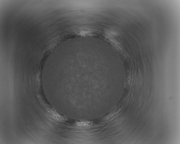 X0000071780461200607150059