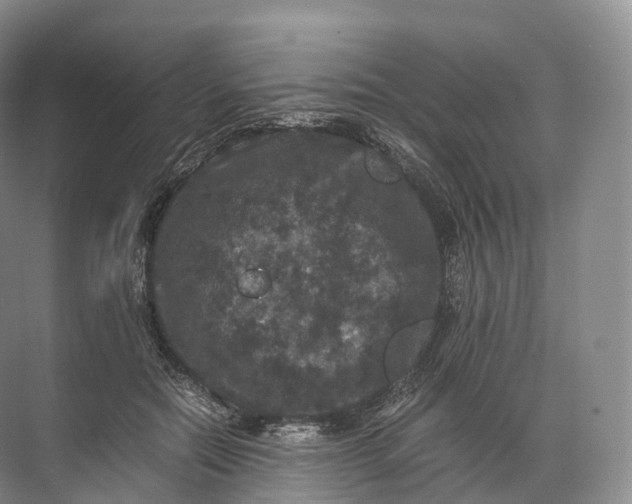 X0000071780554200607150058