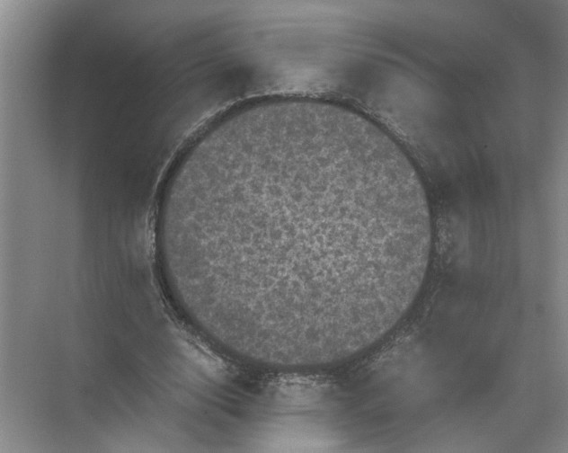 X0000071780632200607150056