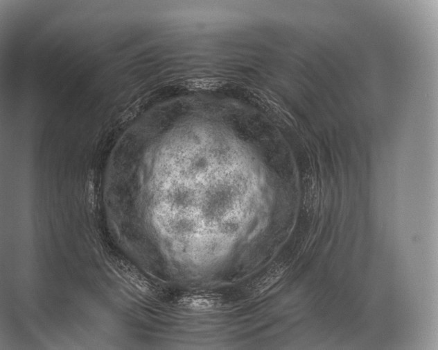 X0000071780655200607150056