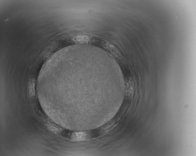 X0000071780717200607150055