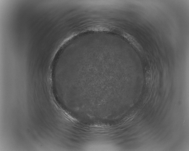 X0000071780727200607150054