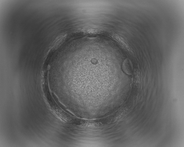 X0000071780738200607150054