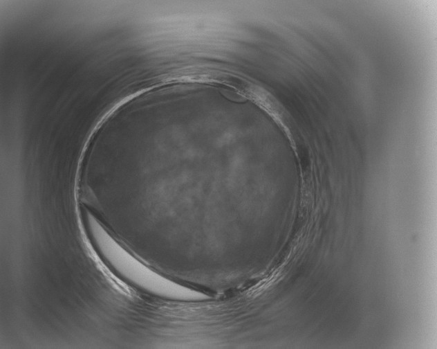 X0000071780803200607150053