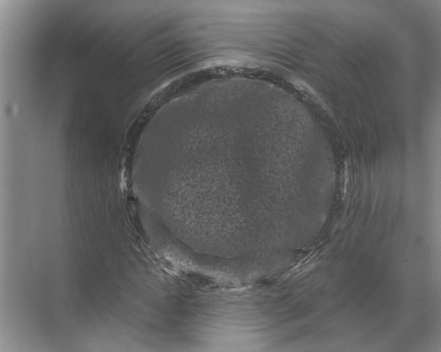 X0000071780822200607150052