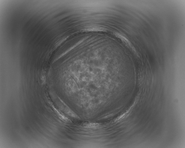 X0000071780833200607150053