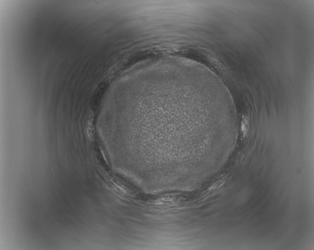 X0000071780867200607150052