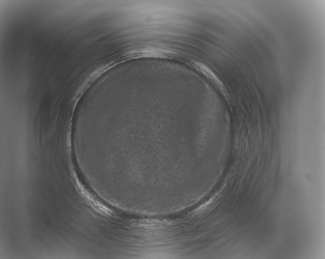 X0000071780938200607150051