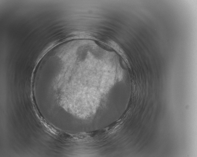 X0000071781002200607150050