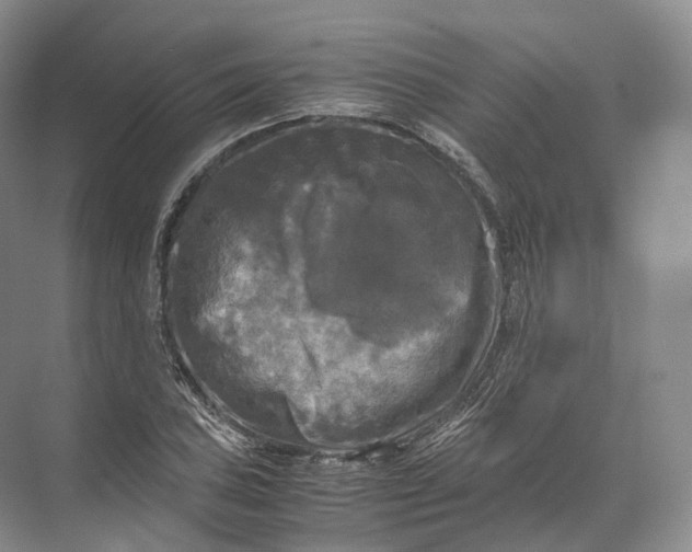 X0000071781027200607150049