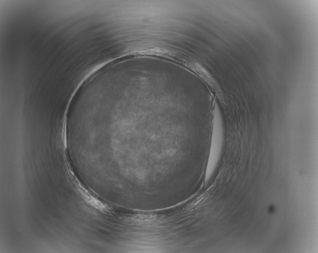 X0000071781036200607150049