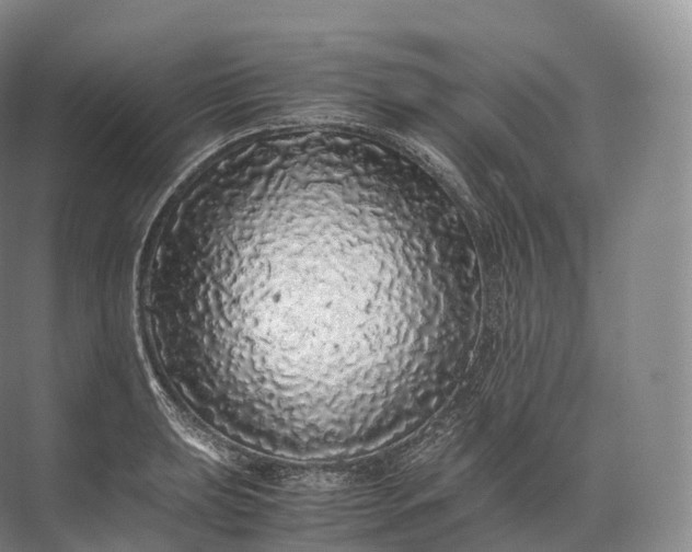 X0000071781039200607150050