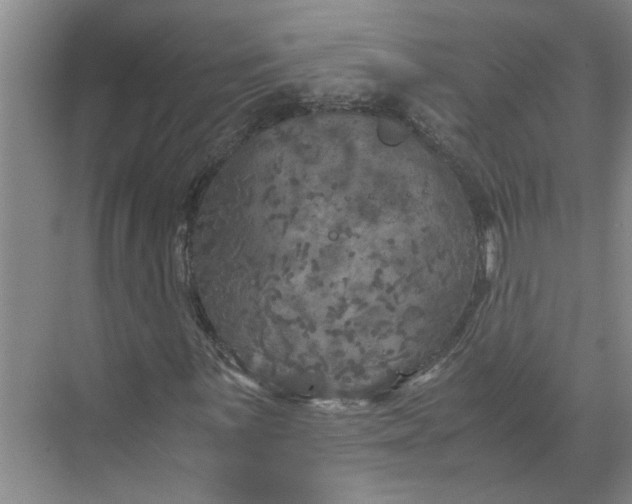 X0000071781059200607150049