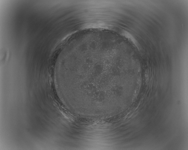 X0000071781064200607150049