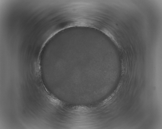 X0000071781070200607150049