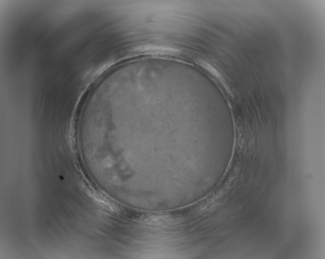 X0000071781074200607150049