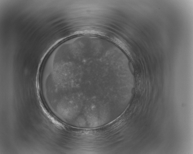 X0000071781084200607150049