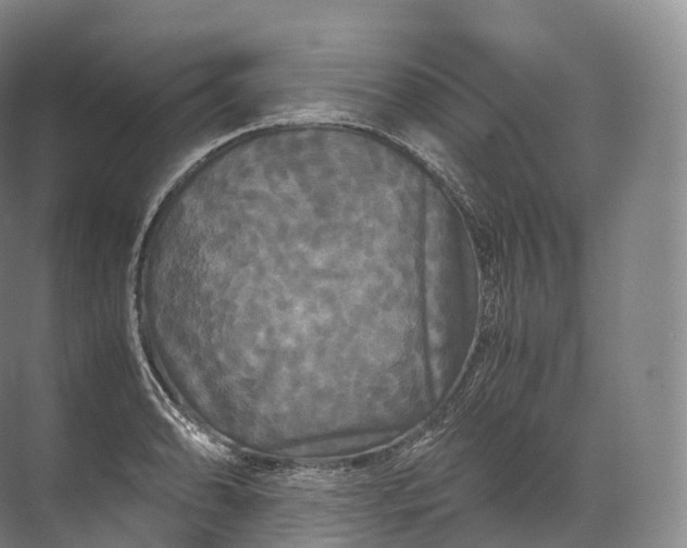 X0000071781086200607150049