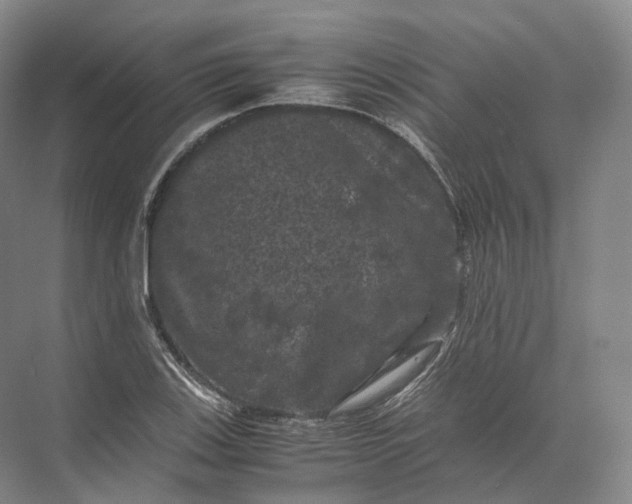 X0000071781123200607150048