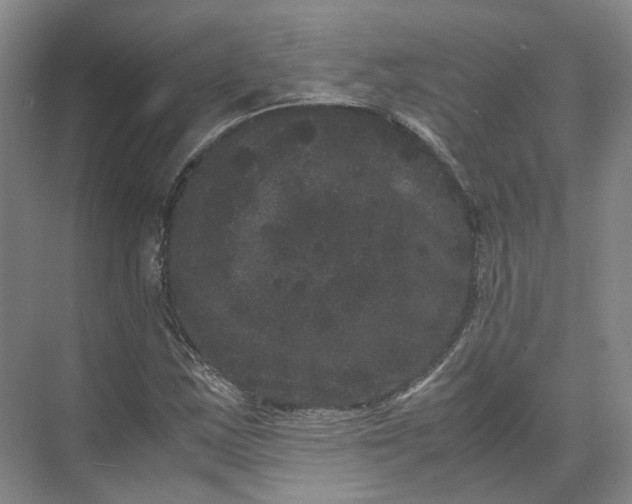 X0000071781163200607150047