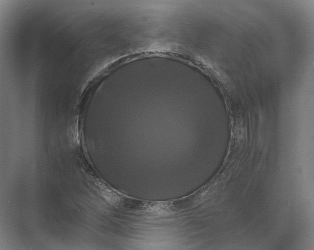 X0000071781262200607150046