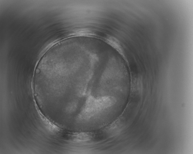 X0000071781338200607150045