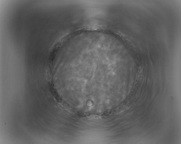 X0000071781446200607150042