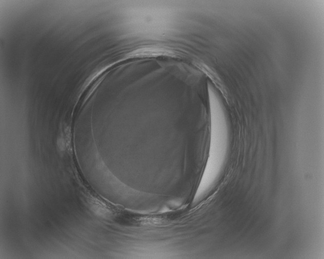 X0000071781465200607150042